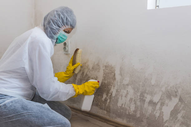 Best Insurance-Related Mold Remediation in Eastmont, WA