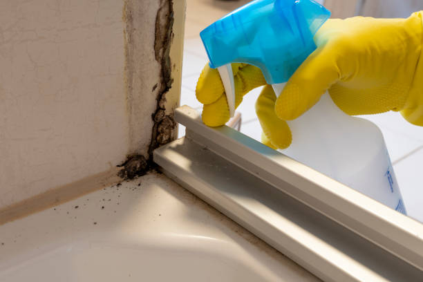 Best Residential Mold Remediation in Eastmont, WA