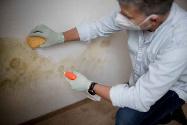 Reliable Eastmont, WA Mold Remediation Solutions