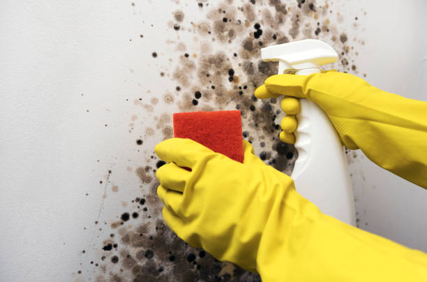 Best Commercial Mold Remediation in Eastmont, WA