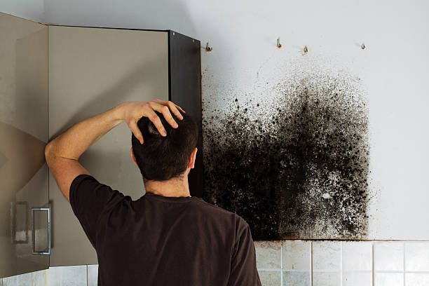 Best Localized Mold Remediation (e.g., coastal areas, humid climates) in Eastmont, WA