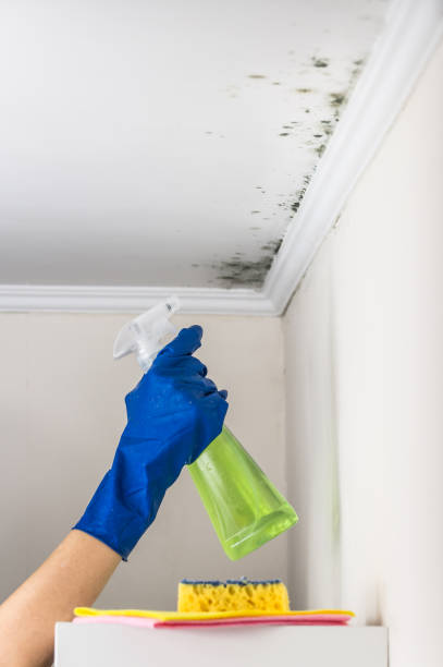 Best Basement Mold Remediation in Eastmont, WA